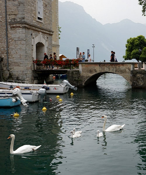 riva del garda lago e cigni